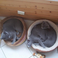 Photo #222925 de Catharina 
