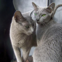 Photo #222929 de Catharina 