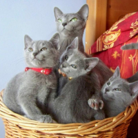 Photo #222935 de Catharina 
