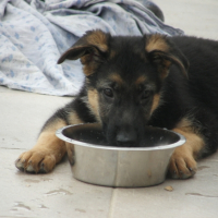 Photo #222960 de Spot