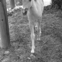 Photo #222964 de Vanille