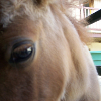 Photo #222966 de Vanille