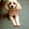 Oscar