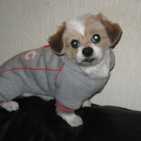 Photo #223028 de Rusty