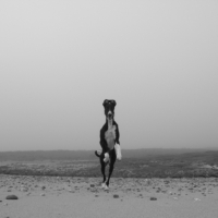 Photo #223055 de Saluk