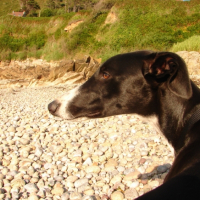 Photo #223057 de Saluk