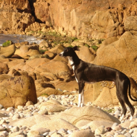 Photo #223058 de Saluk