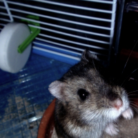 Photo #223072 de Canna