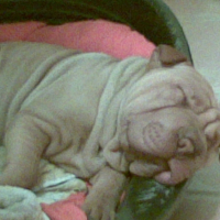 Photo #223097 de Ekine