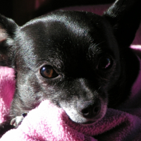 Photo #223100 de Tibou
