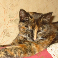 Photo #223112 de Fleur