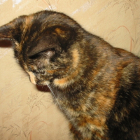Photo #223116 de Fleur