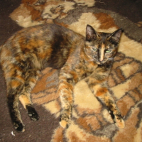 Photo #223131 de Fleur
