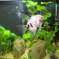 Photo #223139 de Goliath