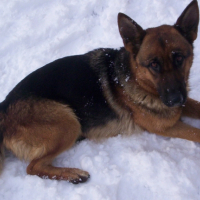 chelsea dans la neige