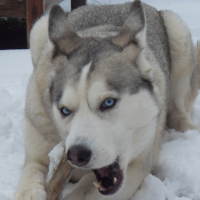 Photo #223150 de Uskya