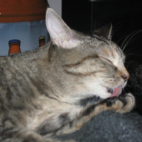 Photo #223178 de Pistache