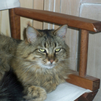 Photo #223181 de Kitty
