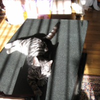Photo #223193 de Tigresse