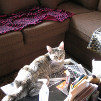 Photo #223195 de Pistache