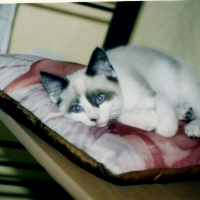 Photo #223208 de Teddy