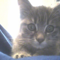 Photo #223232 de Barney