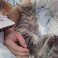 Photo #223233 de Barney