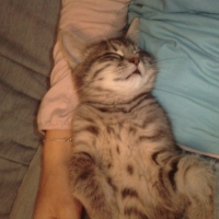 Photo #223234 de Barney