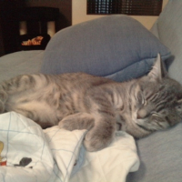 Photo #223235 de Barney