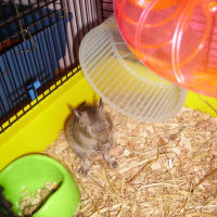 Photo #223242 de Coca