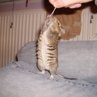 Photo #223243 de Coca