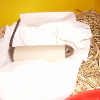 Photo #223244 de Coca