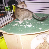 Photo #223245 de Coca