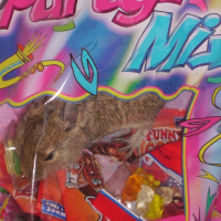 Photo #223246 de Coca