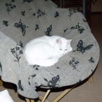 Photo #223284 de Poupette