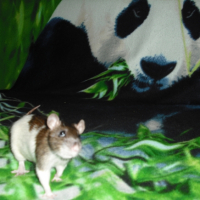 Photo #223286 de Maya