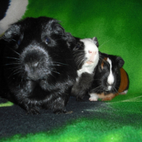 Photo #223287 de Atchoum