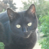 Photo #223288 de Patapouf