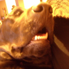 dasco qui dort