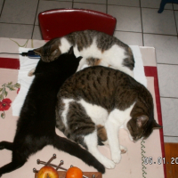 Photo #223335 de Neuneuil