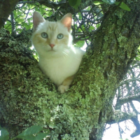 Photo #223340 de Blanche