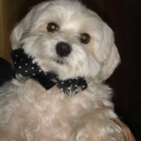 Photo #223352 de Anakin