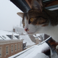 Photo #223358 de Nougat