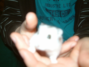 Coucou ! - Hamster