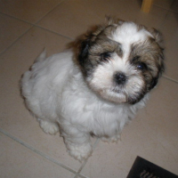 Photo #223384 de Fino