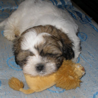 Photo #223385 de Fino