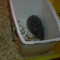 Photo #223403 de Kitty