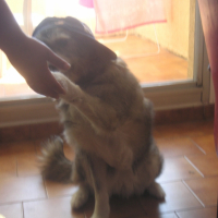 Photo #223421 de Nala 