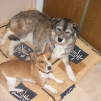 Photo #223422 de Nala 