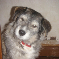 Photo #223423 de Nala 